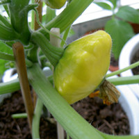Flying saucer melon