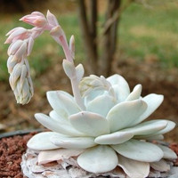 Succulent plant Saussurea involucrata