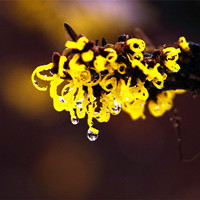 Witch Hazel