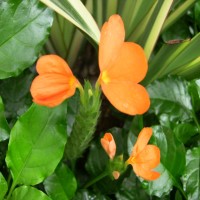 Crossandra infundibuliformis