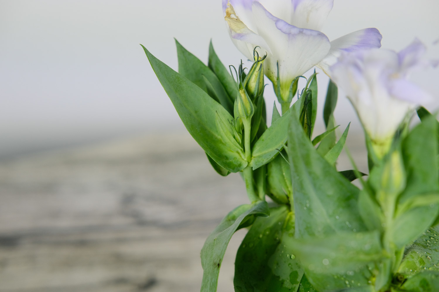 Eustoma grandiflorum