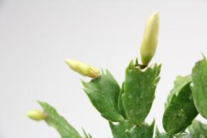 How to change the basin of crab claw orchid