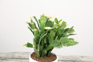 How to maintain crab claw orchid after flowering