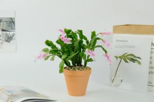 How to cut and propagate crab claw orchid