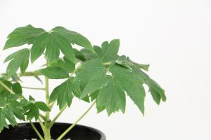 How to raise peony after flowering