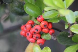 How to change the pot of Pyracantha