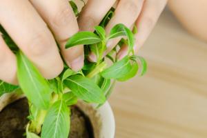 Pruning method of Catharanthus roseus