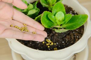 Break a branch and pinch a leaf Longevity flowers can burst into pots