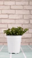 Mint changing basin and Its Precautions