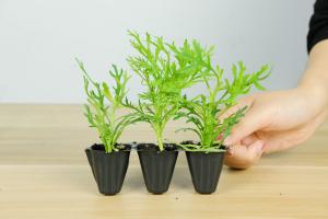How to raise Marguerite flowers in summer