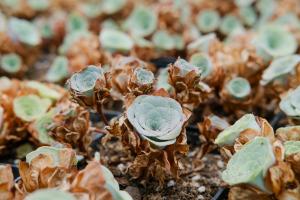 How to raise mountain roses during dormancy