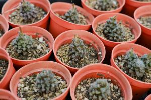 How do fleshy seedlings get bigger