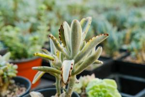 Winter maintenance of rabbit ears