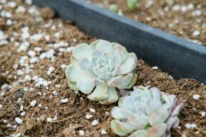 Key points of June succulent plant maintenance