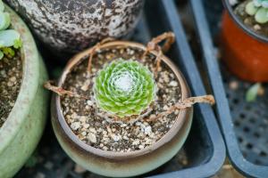 how often to water a cyclamen plant