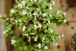 How do golden branches and jade leaves reproduce