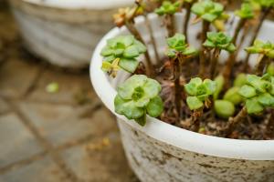 are venus fly traps good indoor plants