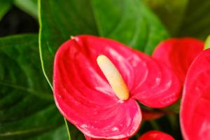 How to water Anthurium andraeanum