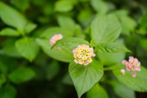 how to mix hydrogen peroxide with water for plants