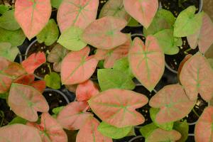 Post autumn curing method of flower leaf taro