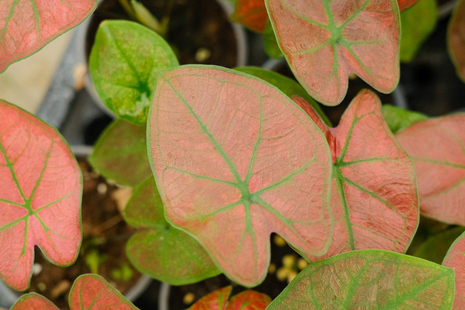 Caladium