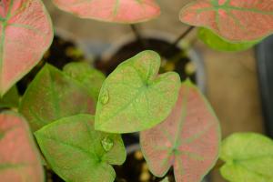 How to raise flower leaf taro