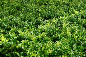 Reproduction methods of Privet