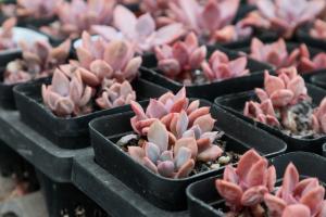 Key points of April maintenance of succulent plants