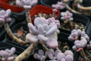 Summer curing method of fleshy plant peach eggs