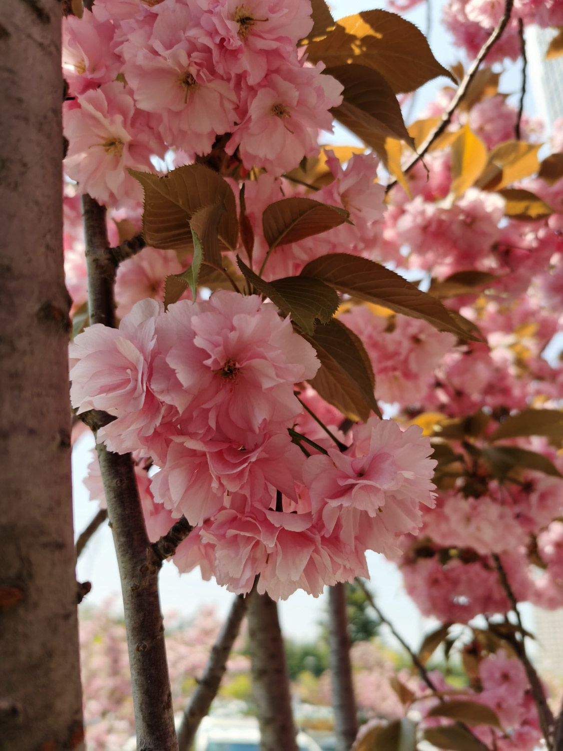 cherry blossoms