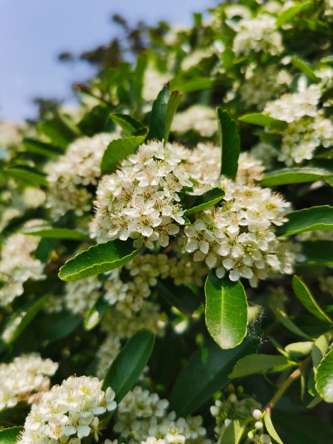 pyracantha