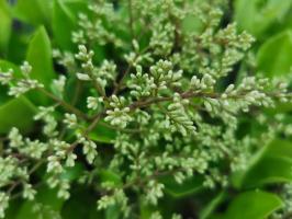 How to prune privet