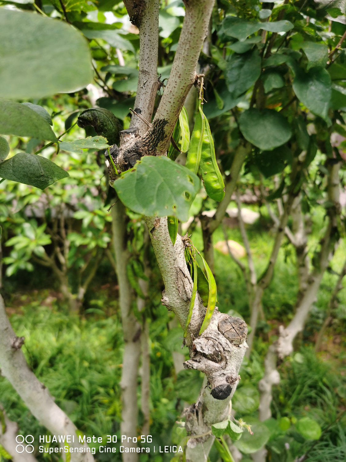 Bauhinia