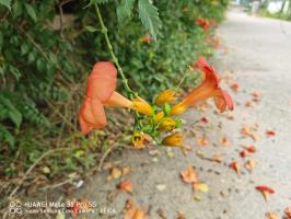 should you cut yellow flowers off tomato plants