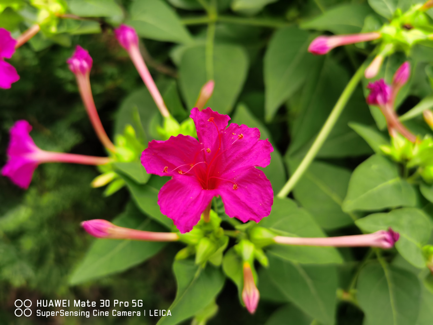 Mirabilis jalapa