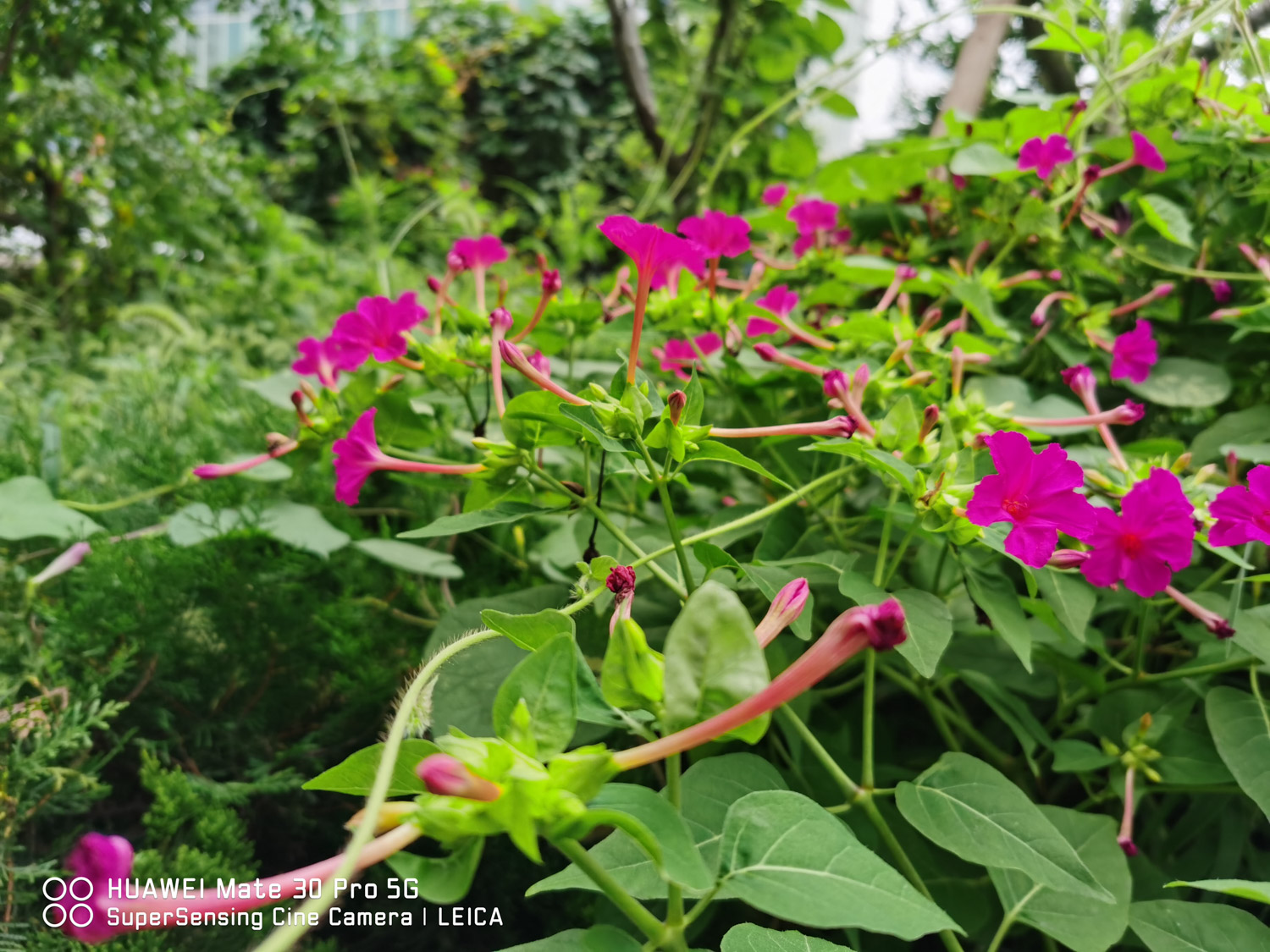 Mirabilis jalapa