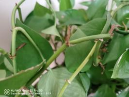 how does diffusion move water and nutrients through a plant