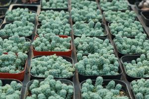 how late can tomato plants be planted north carolina