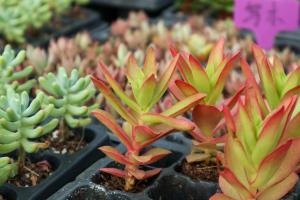 can you plant perennial grasses in pots