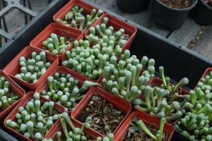 Sowing method of Isuzu jade