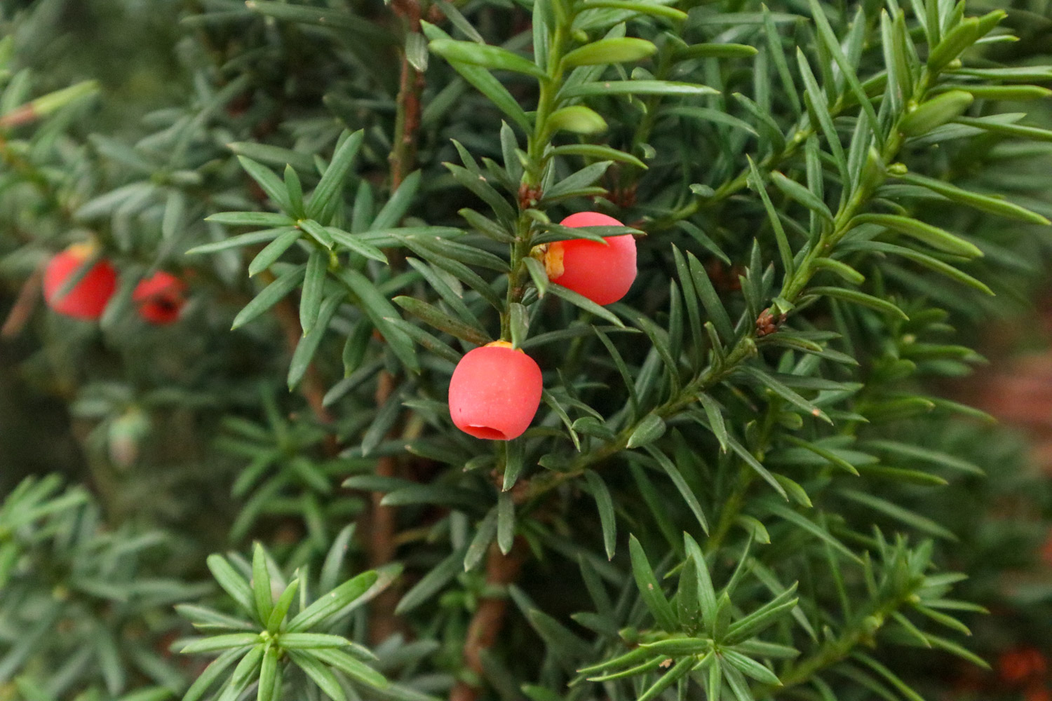 chinese yew