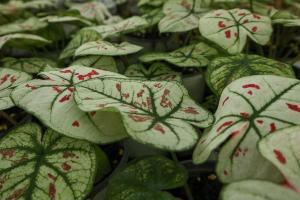 How does flower leaf taro propagate separately