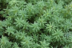 Summer maintenance of snow thinned perennial grass