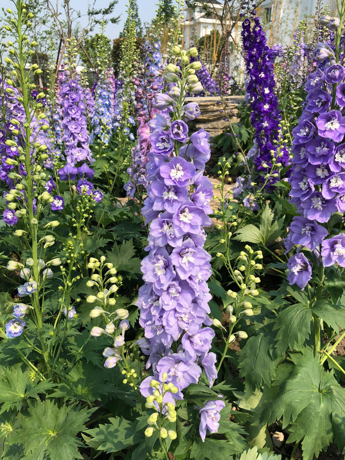 larkspur