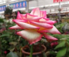 Can Chinese rose be hydroponically cultured