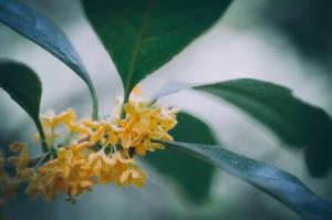 Cutting method of Osmanthus fragrans