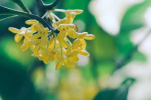 Grafting method of Osmanthus fragrans