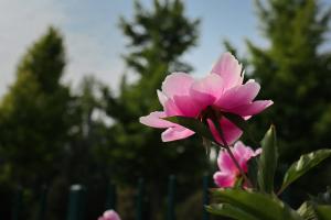 How to grow Peony