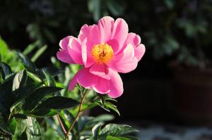 Cutting method of peony