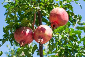 Four season curing method of pomegranate flower
